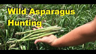 Wild Asparagus Picking (Outdoor Gathering \u0026 How To Find Wild Asparagus)