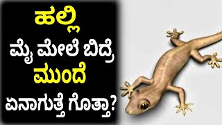 ಹಲ್ಲಿ ಮೈ ಮೇಲೆ ಬಿದ್ರೆ ಮುಂದೆ ಏನಾಗುತ್ತೆ ಗೊತ್ತಾ? | Best tips kannada