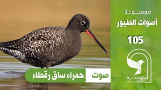 صوت حمراء ساق رقطاء Spotted Redshank sound