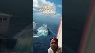 کیسے ایک بڑی مچھلی نے اتنے بڑے جہاز کو تباہی کر دیا۔ how a worlds biggest fish destroyed a big ship