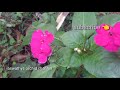 impatiens ചൈനീസ് ബോൾസം ചെടികളുടെ പരിചരണം