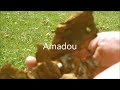 buscraft tinder fungus harvest and process amadou for fire lighting