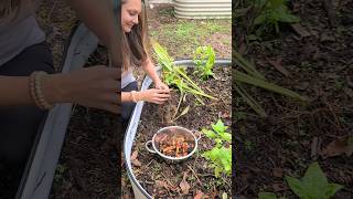 How \u0026 When to Harvest Turmeric. How to Store Turmeric #garden #grow #tumeric