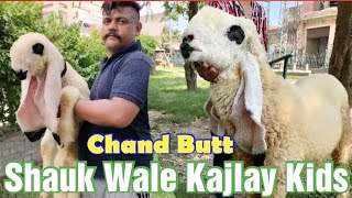 Shauk Wale Kajlay Kids | 2023 Kajlay Kids Ki Update | Chand Butt | LAHORI SHAUK | Lahore