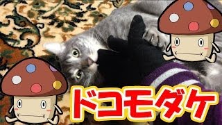 猫動画　ドコモダケと腕　Cat videos　docomo