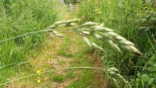 Soft Brome Grass: A Serene Visual Journey into the Calming Beauty of this Essential Pasture Plant