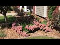 hort 330 perennial video sedum spectabile