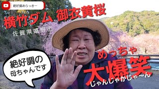 じゃんじゃかじゃ～ん！絶好調の母ちゃんです！って大爆笑？御衣黄桜のご紹介