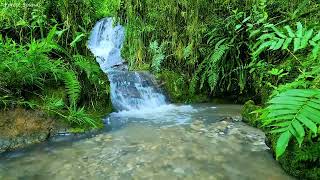 Relaxing waterfall sounds, birds chirping, forest sounds, amazing nature sounds, babbling brook
