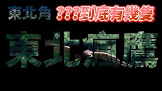 林鵰追追追_到底有幾隻?_山林魅影_東北瘋鷹(新北)_2024-07月