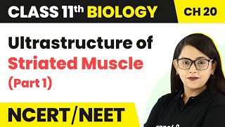 Ultrastructure of Striated Muscle (Part 1) - Locomotion and Movement | Class 11 Biology | NCERT/NEET