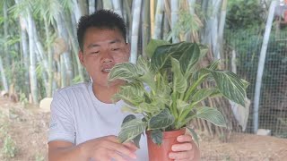 观叶植物褪去新鲜感之后，养护一盆金砖蔓绿绒吧