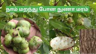 மஞ்சணத்தி | நுணா | நோனி | Morinda Tinctoria | facts about nuna, noni tree🌱🍃