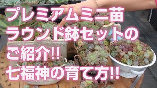 2024.06.30【多肉植物】プレミアムミニ苗ラウンド鉢セットのご紹介!!七福神の育て方!!【succulent】トロピカルガーデン