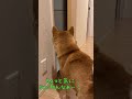 【柴犬🐕】最近トイレが気になる柴犬🐶