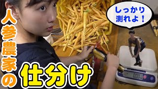 【大量】人参農家の梱包作業をお手伝い！