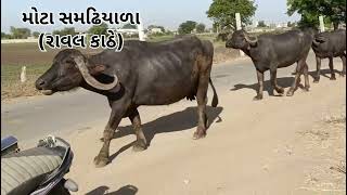 મોટા સમઢિયાળા ( રાવલ કાઠે) || Mota Samadhiyala (raval Katha) || Villagelife || Naitik korat || #vlog