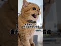 就想让黄咯噔看我一眼 很为难吗？！ 我和我的猫 咯噔小话痨