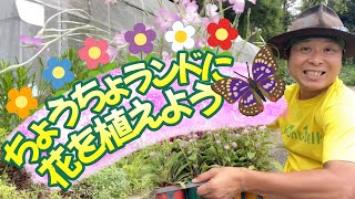 ちょうちょが喜ぶ夏にオススメの花たち！バタフライガーデン作り