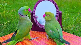 Amazing Parrot Videos Compilation