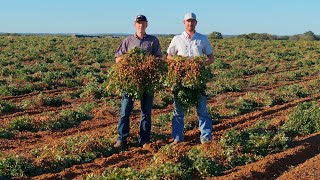 Peanut Harvest 2024