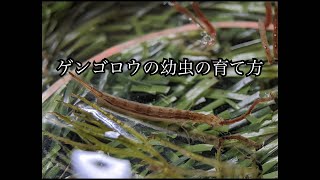 ゲンゴロウ 幼虫飼育法 Part1