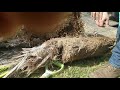 how to propagate date palms by offshoot separation easy way