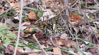 トラダンスして木の実を採餌するトラツグミ②