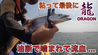 ついにドラゴン太刀魚！一瞬の油断で噛まれて流血の惨事！ 春の釣り