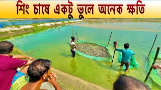 শিং মাছ চাষে একটু ভুলে অনেক ক্ষতি.. ll catfish bd