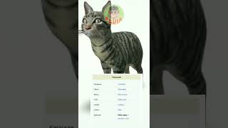 Taksonomi Kucing #catlover #taksonomi #kucing #catvideos #cat #BupuPedia