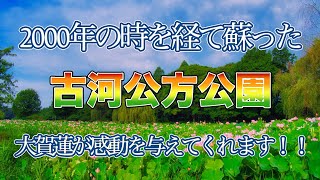 2000年の時を経て蘇った大賀蓮が感動を与えてくれます‼️古河公方公園🌳