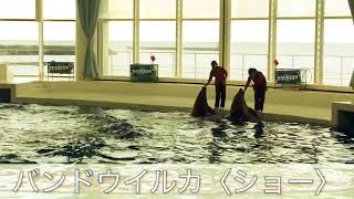 息子制作　生き物動画「バンドウイルカのショー」