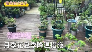 院子养花：花园种植！月季花夏季降温措施！｜隐月的小日子