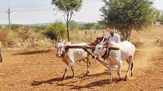 Desiya Cattiles Market Pattikond // farmer Ox videos Pattikond