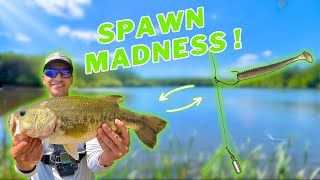 Spring Spawn Madness! (This Lure Works Every Time)