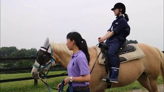 動物専門学校 トリマー 動物看護師 アクアリウム 動物のお仕事　栃木研修③馬のトレーニング体験と乗馬体験