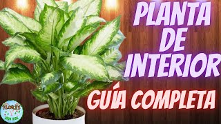 Como cuidar la planta dieffenbachia // ¿VENENOSA O TÓXICA?