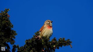 Common Linnet singing mating Tornirisk Коноплянка Kneu Bluthänfling Keten kuşu Pardillo común