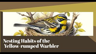 Nesting Habits of the Yellow rumped Warbler