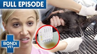 Poisoned Dog Gets Tested For Drugs | Best of Bondi Vet Ep 19 | Bondi Vet Full Episodes