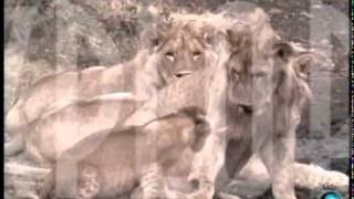 Explore the Wildlife Kingdom | Lions: Kings of Africa  | Trailer | Grant Goodeve