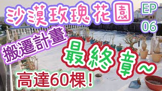 ［沙玫日記_搬遷計畫No：6］搬了60棵沙漠玫瑰，最後一集～終於搬完了#taiwan#adenium#desertrose#沙漠玫瑰#塊根植物#plants#植物#bonsai#盆栽#caudex#茶