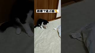 【猫動画】猫が綿棒で遊ぶだけの動画 #shorts