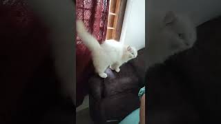 ഇവന്റെ സ്നേഹം കണ്ടില്ലേ ❤🤗  #catlove #catlover #cute #cat #catlovers #catvideo