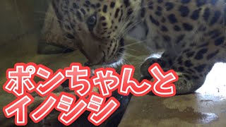 アムールヒョウのポンちゃんとイノシシの屠体 　Pong the Amur leopard and Wild boar carcass