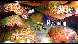 ĐÊM LẶN TRƯỜNG SA | TRÚNG LỚN Ổ MỰC NANG VÀ CÁ MẶT QUỶ SIÊU GIÁ TRỊ