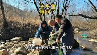 东北林区冷水鱼又爆网，城里美女来山村玩，被2个光棍欺负快哭了【东北林区艾三】