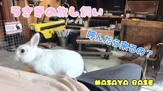 うさぎの放し飼い「呼んだら来るの？」