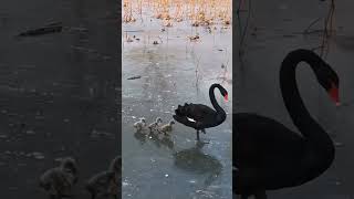 Adorable! These swan babies are so cute following their mom. #swan #babyanimals #babybird #birds